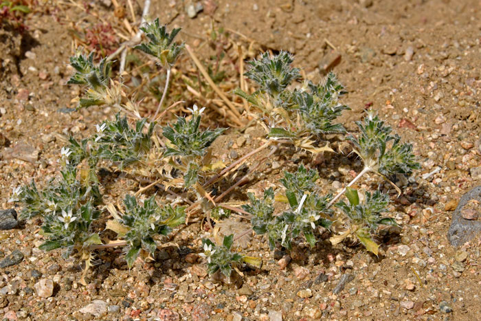 Loeseliastrum schottii, Schott's Calico